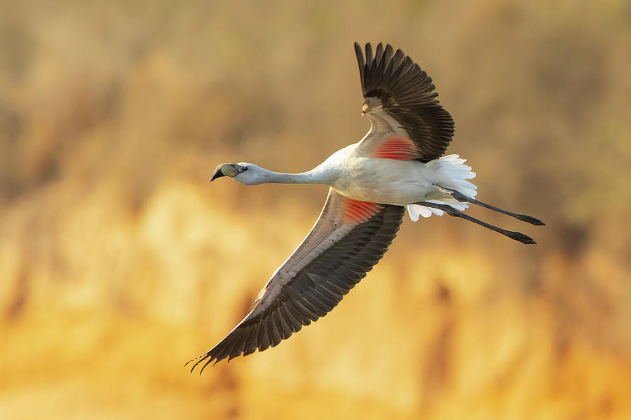 James flamingo in flight by Pablo Rodriguez Merkel James flamingo in flight by Pablo Rodriguez Merkel