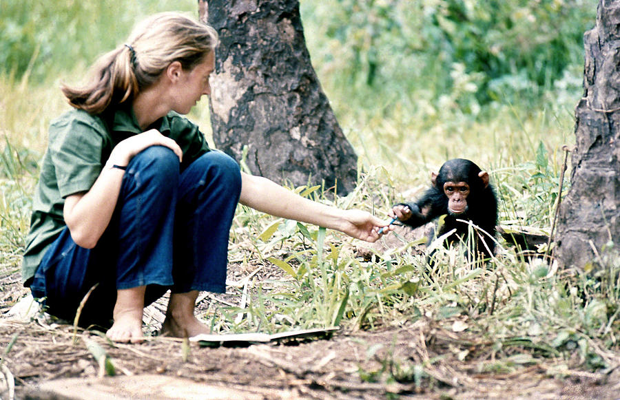 Chimpanzee Photograph - Jane Goodall with baby chimp by Jane Goodall Institute