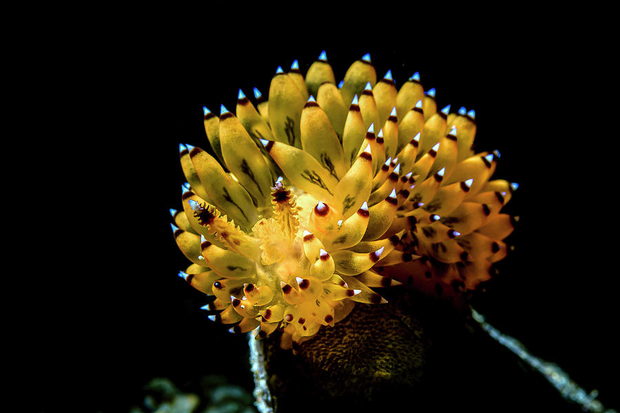 Janolus Nudibranch, Indonesia Photograph by Bruce Shafer