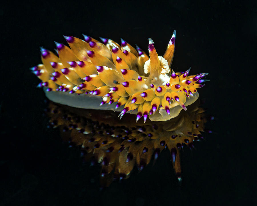 Janolus Sp. 8 Nudibranch On Black Glass Photograph by Bruce Shafer