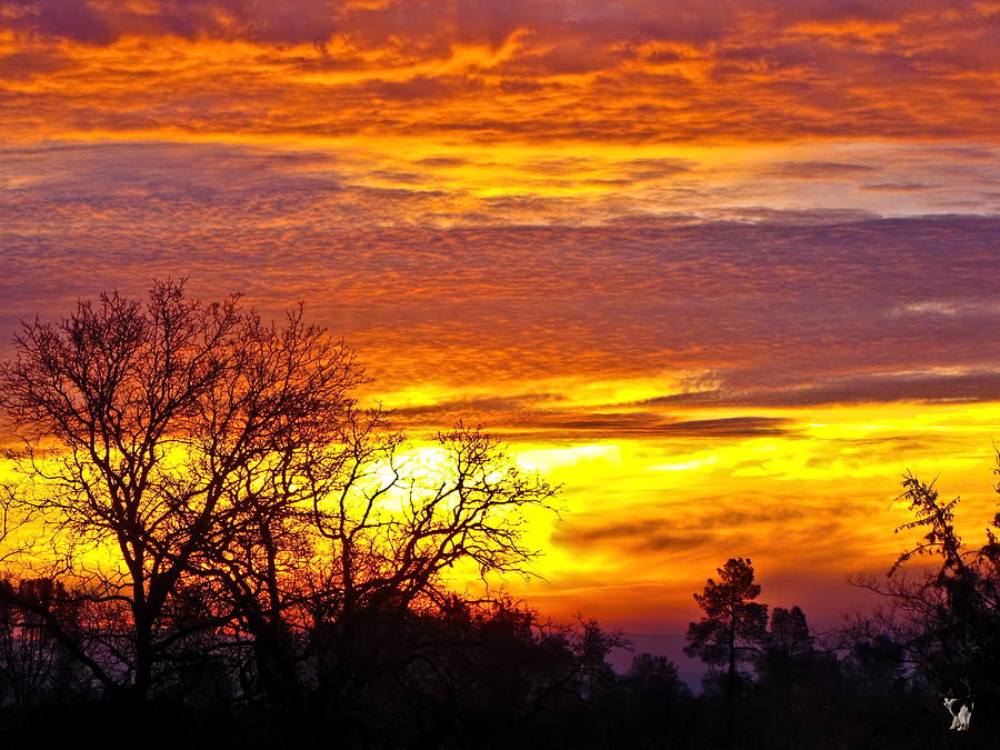 January Sunrise Northern Ca Photograph