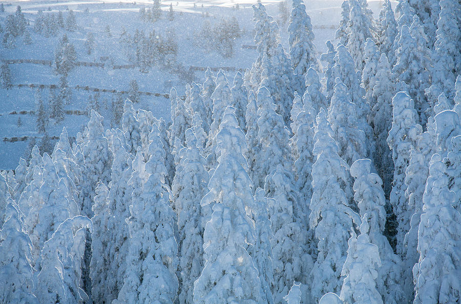 January, Winter, Skiing, Skiing, Deep Snow, Powder, Hochzillertal, Tyrol, Winter Sports, Masses Of Snow, Trees, Snowed In Photograph by Michael Neumann