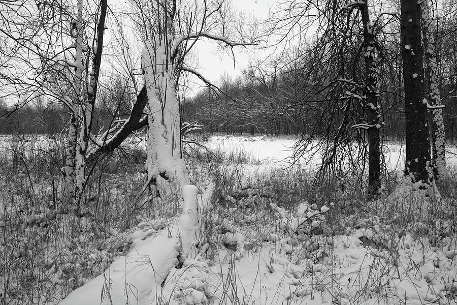 January Woods Photograph by Scott Kingery