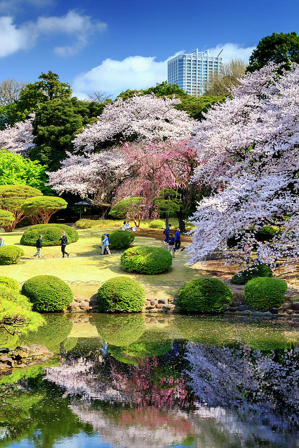 Japanese Garden Cherry Blossom Paintings