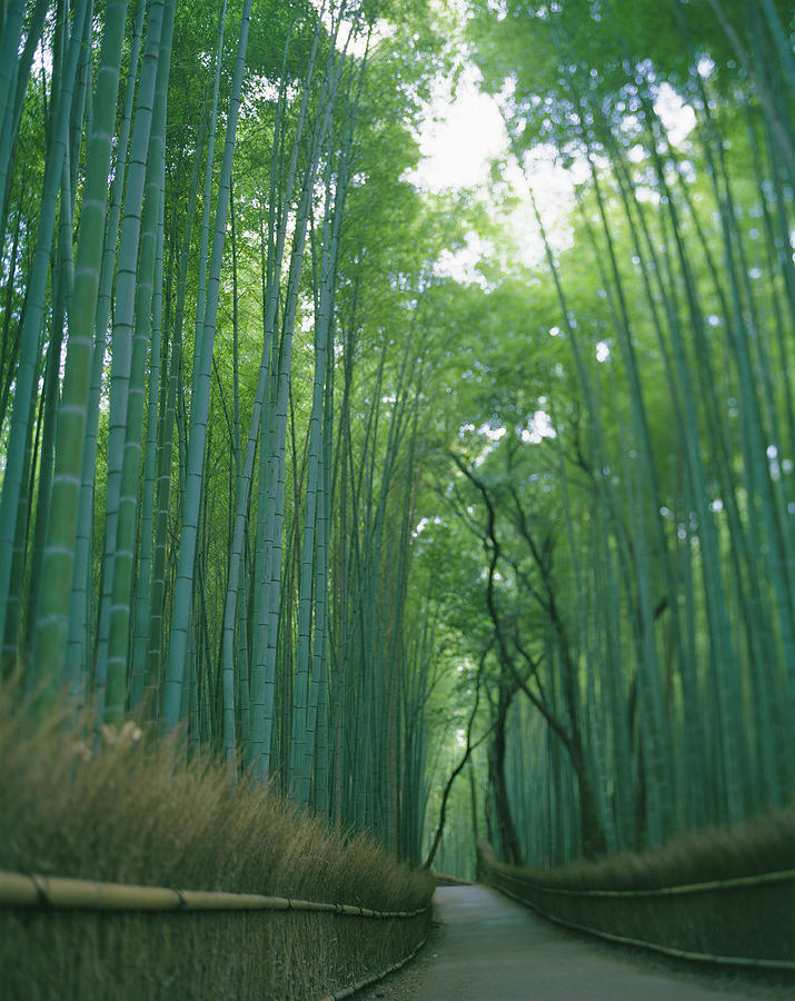 Japan, Kyoto, Arasi-yama, Road Passing Photograph by Michael H Japan, Kyoto, Arasi-yama, Road Passing Photograph by Michael H