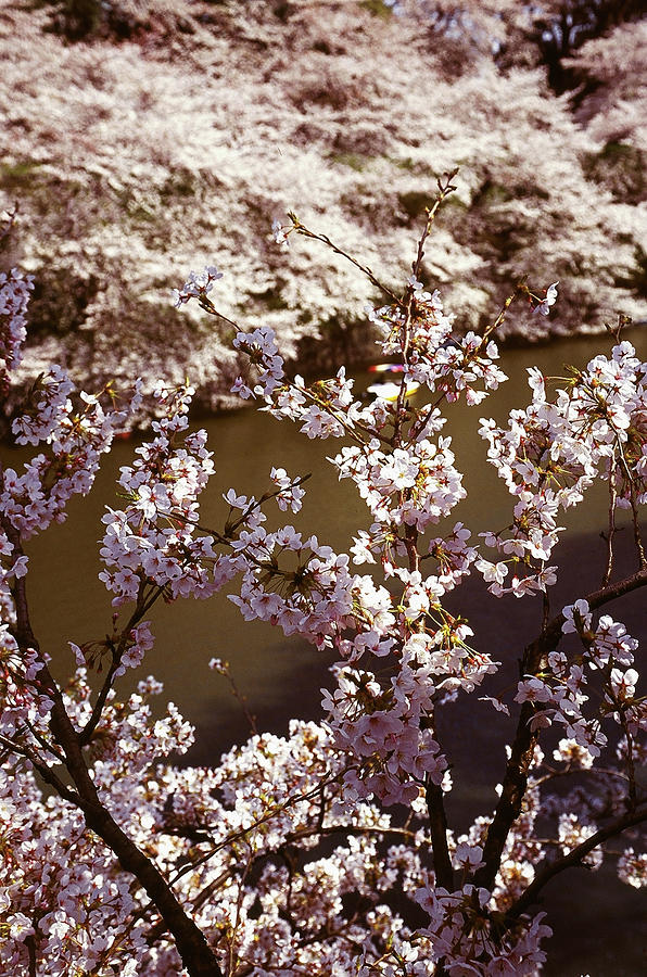 Japan - Sakura Photograph by Boaz Rottem