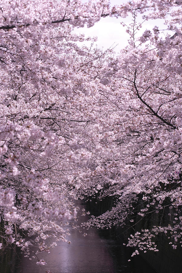 Japan, Tokyo, Cherry Blossom Over Photograph by Imagewerks Japan, Tokyo, Cherry Blossom Over Photograph by Imagewerks