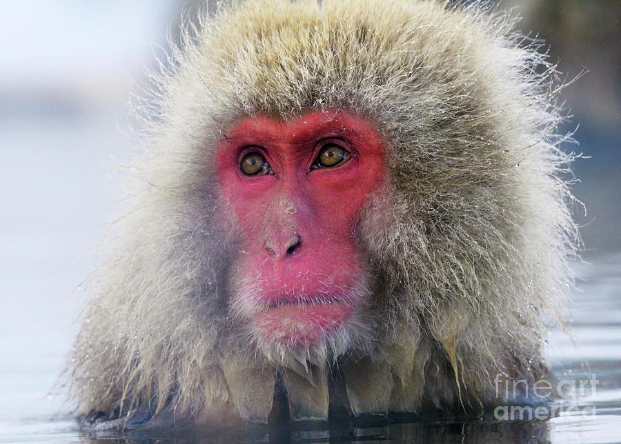 Japan Yudanaka Snow Monkey Photograph by Tcyuen