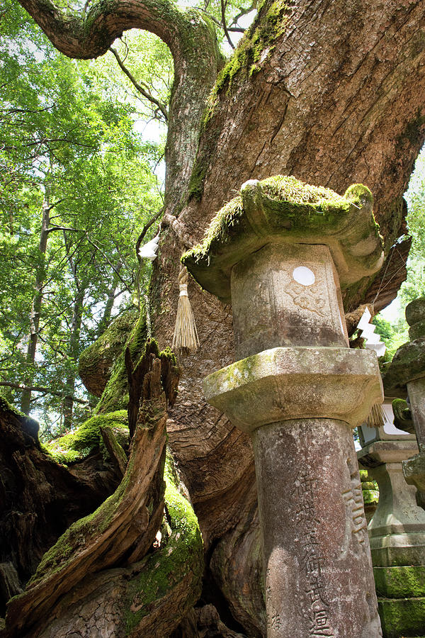 Japanese Stone Lantern Photograph by Jeremy Voisey