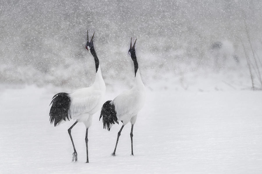Crane Photograph - Japanes Cranes by Roberto Marchegiani