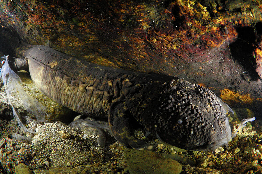 Japanes Giant Salamander Underwater, Hino River, Tottori Photograph by ...