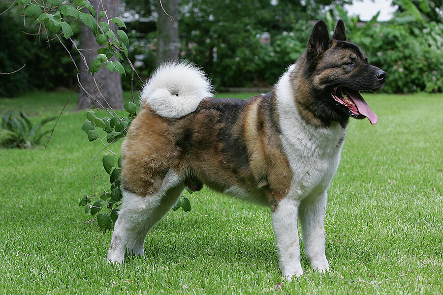 Male best sale japanese akita