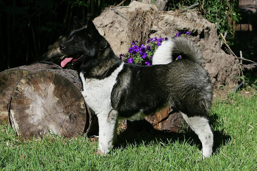 Japanese Akita Brindle | lupon.gov.ph