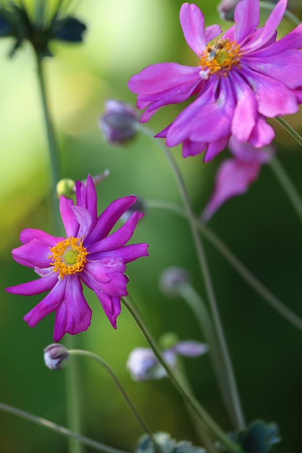 Japanese Anemone by Carol Montoya Japanese Anemone by Carol Montoya