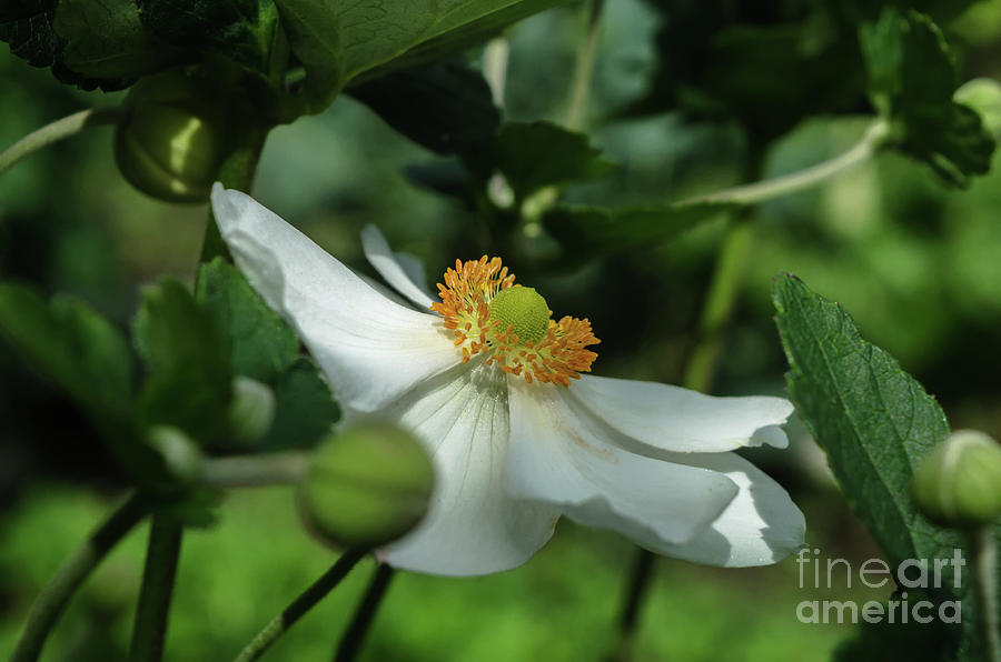 Japanese Anemone Photograph by Michelle Meenawong