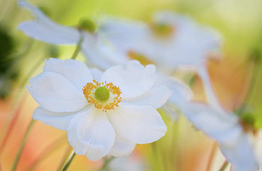Japanese Anemones Photograph by Carmen Brown Photography
