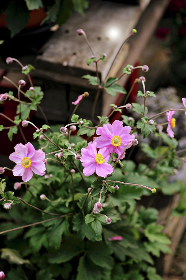 Japanese Anemones In Front Of Potting Table Photograph by Alexandra Panella