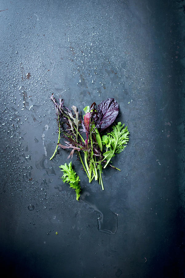 Japanese Baby Lettuce On A Dark Surface Photograph by Manuela Rther