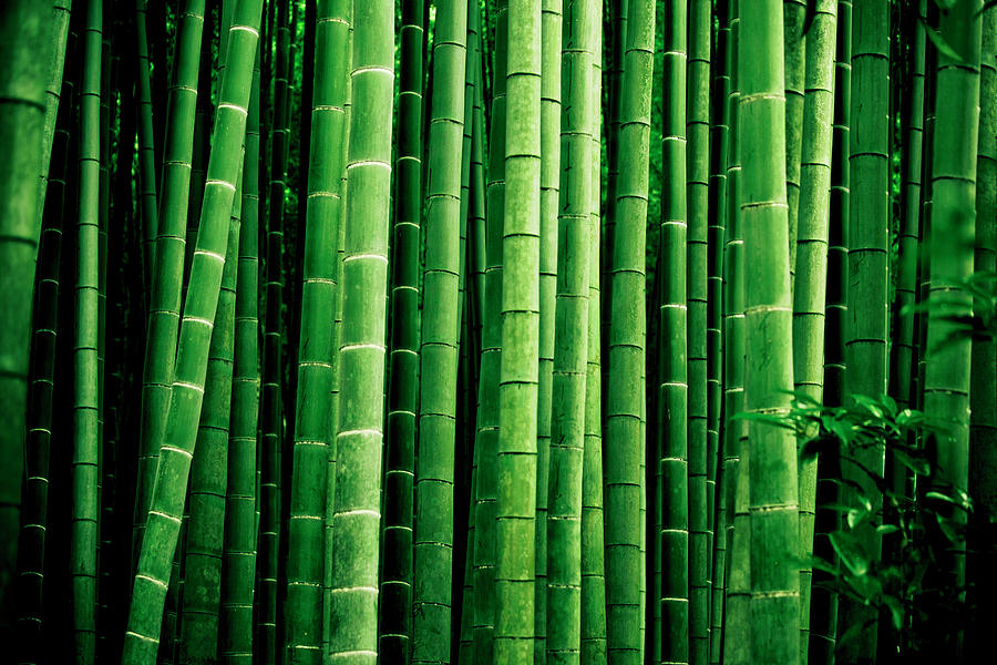 Japanese Bamboo Forest Photograph by Thepalmer | Pixels