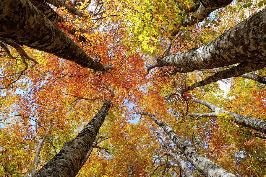 Japanese Beech Forest Canopy Photograph by Hiroya Minakuchi