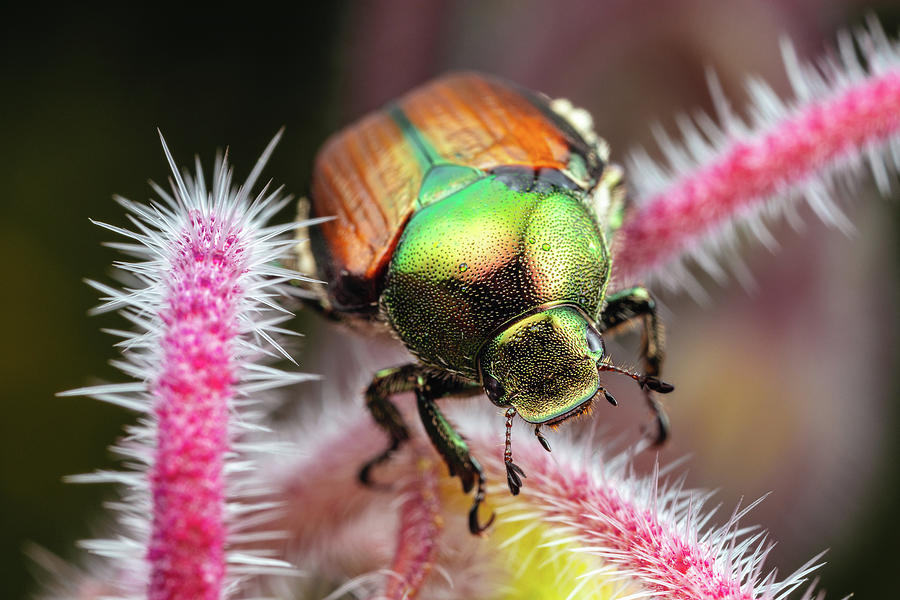Japanese Beetle 2 Photograph by Brian Hale