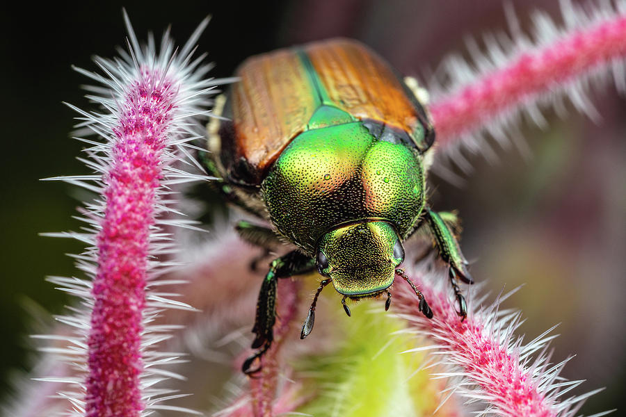 Japanese Beetle 3 Photograph by Brian Hale
