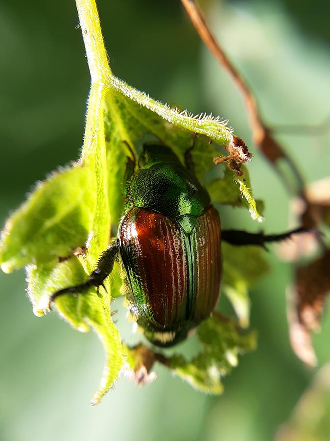 Japanese Beetle Photograph by Harvest Moon Photography By Cheryl Ellis ...