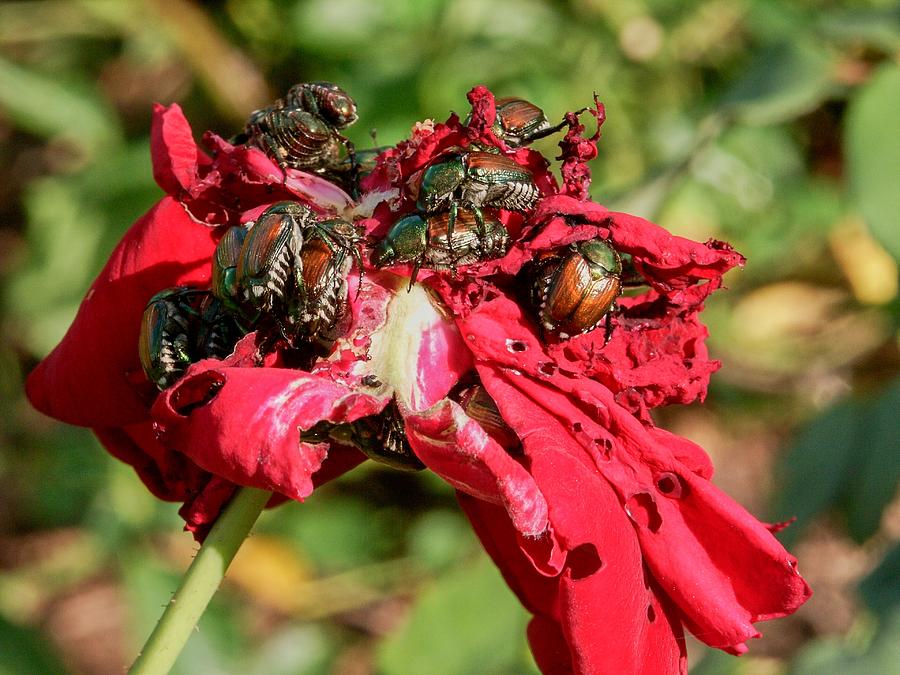 Japanese Beetle Orgy Photograph by Don Northup