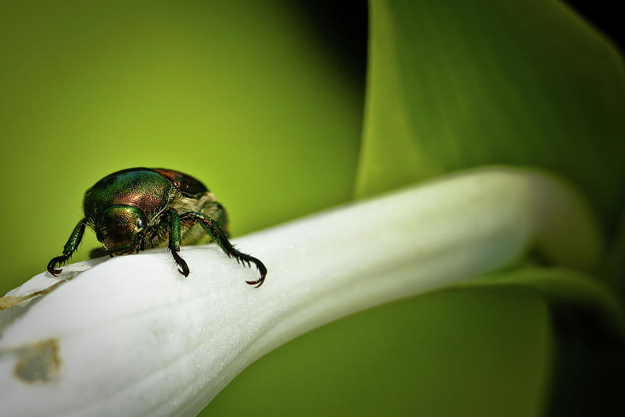 Japanese Beetle Photograph by Steven Brisson Photography
