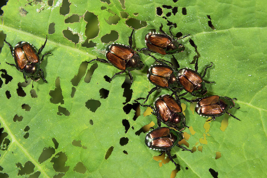 Japanese Beetles Popillia Japonica Photograph by Ivan Kuzmin - Fine Art ...