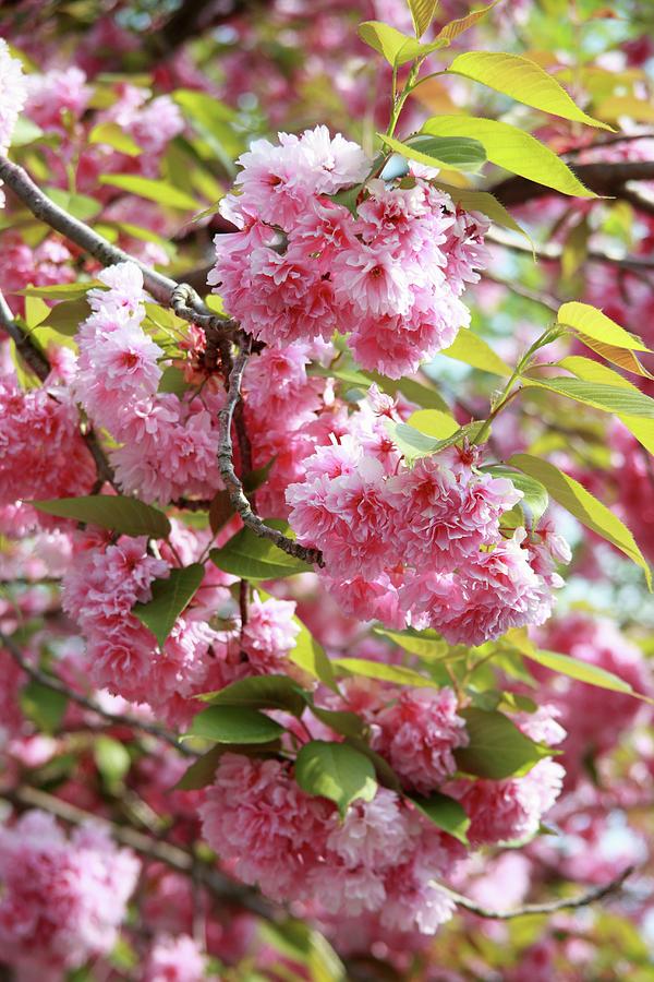 Japanese Cherry in Blossom Photograph by Johanna Von Aesch