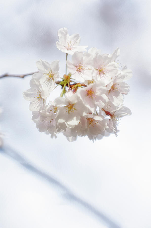 Japanese Cherry Tree Blossom Cluster Photograph by Maria Mosolova