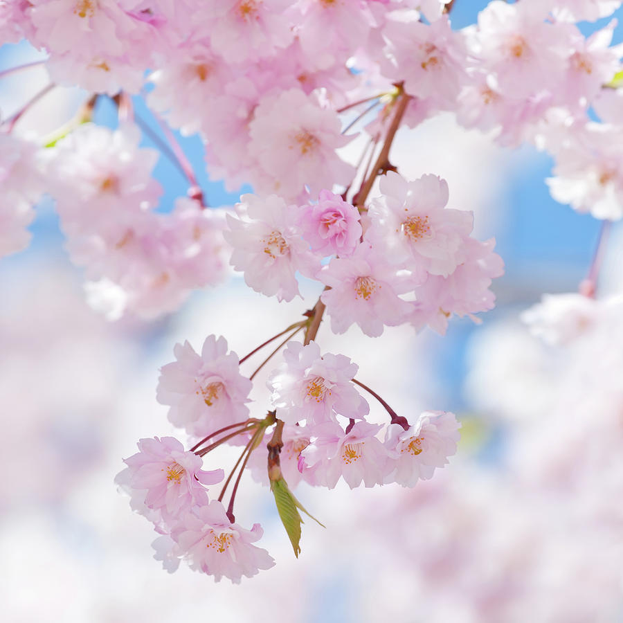 Japanese Cherry Tree Blossom - Viii Photograph by Alpamayophoto