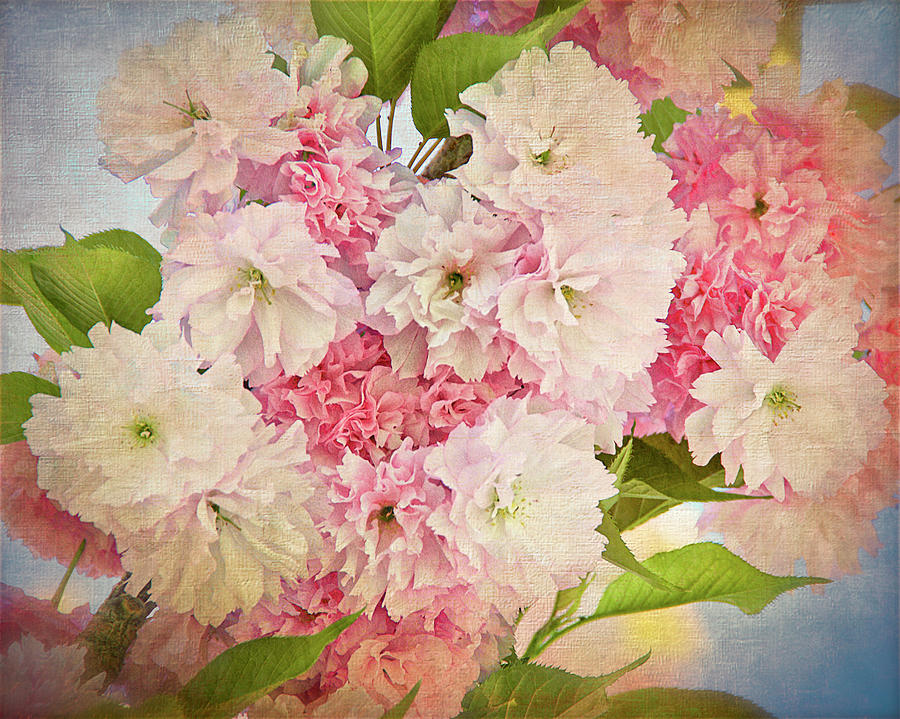 Japanese Cherry Tree Blossoms by Flying Z Photography by Zayne Diamond Japanese Cherry Tree Blossoms by Flying Z Photography by Zayne Diamond