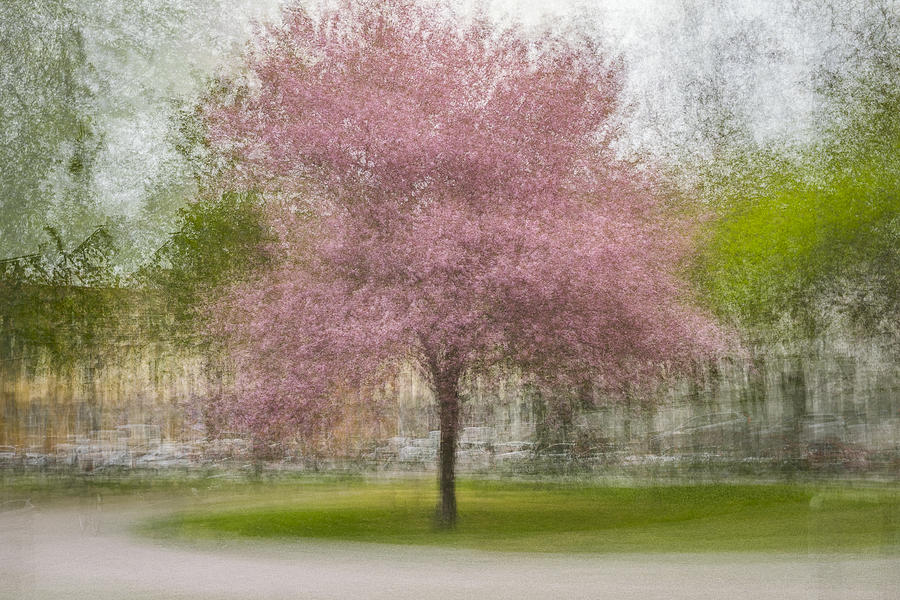 Impressionism Photograph - Japanese Cherry Tree In Eskils Park by Arne stlund