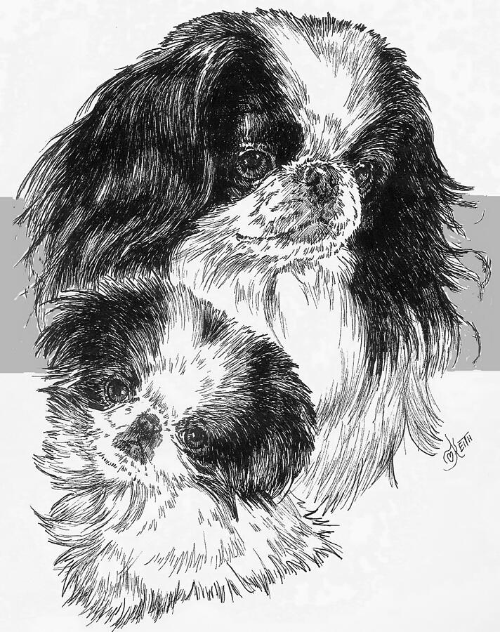 Japanese Chin and Pup Drawing by Barbara Keith