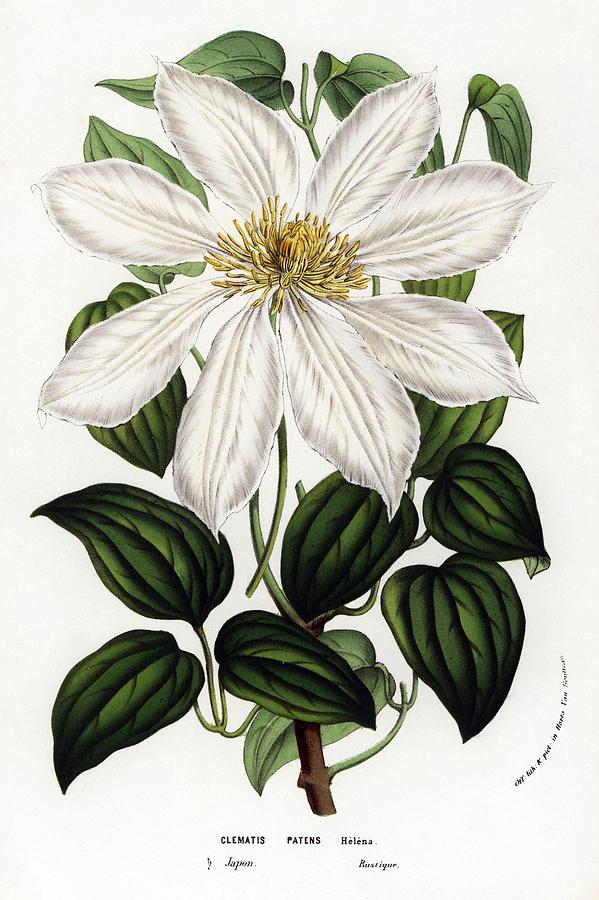 Japanese clematis or kazaguruma. Flowers of the Gardens and Hothouses of Europe,Belgium, 1856. Drawing by Album