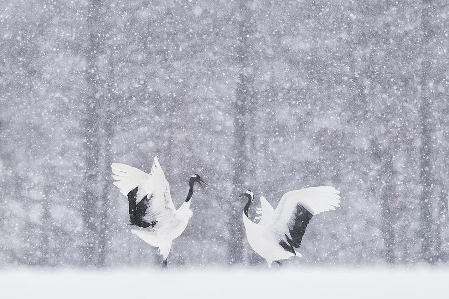 Crane Photograph - Japanese Cranes by Roberto Marchegiani