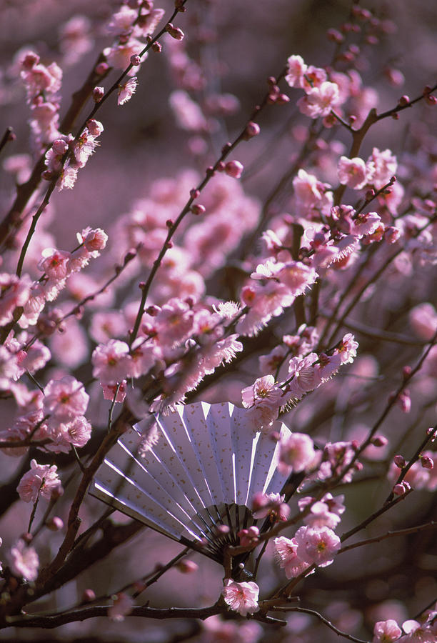 Japanese Fan In Blossoming Cherry Tree Photograph by Grant Faint
