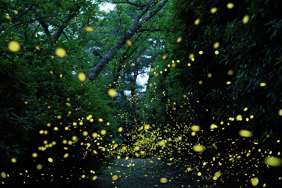 Japanese Fireflies In Forest Photograph by Hiroya Minakuchi