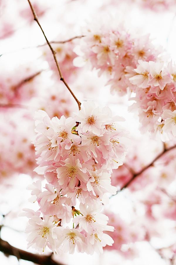 Japanese Flowering Cherry Blossom Photograph by Alexandra Panella