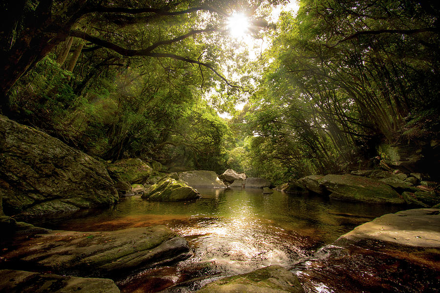  Japanese Forest  Pond Photograph by Philip Walker