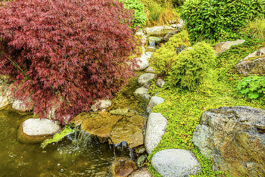 Japanese Garden-4 Photograph by Claude Dalley