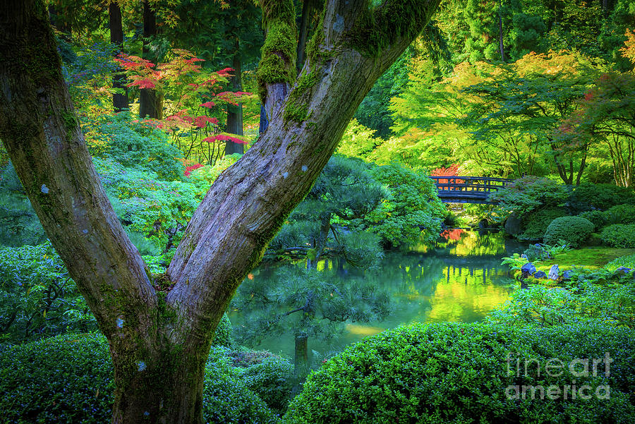 Japanese Garden Autumn Photograph by Inge Johnsson