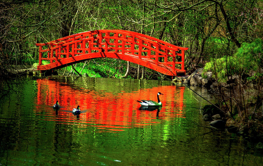 Japanese Garden Bridge Photograph