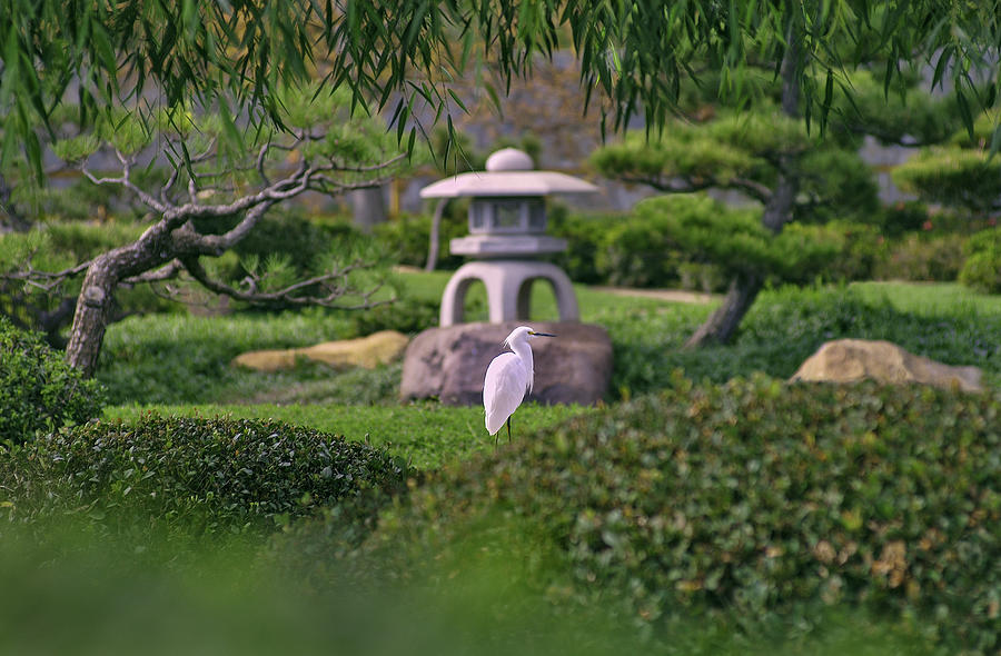 Japanese Garden Photograph By Craig Brewer