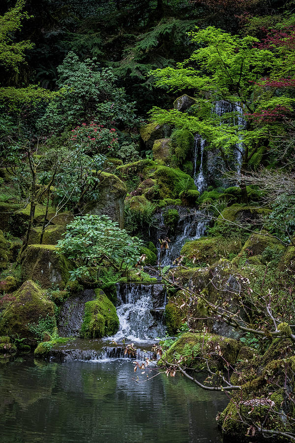 Japanese Garden Photograph by David Barile