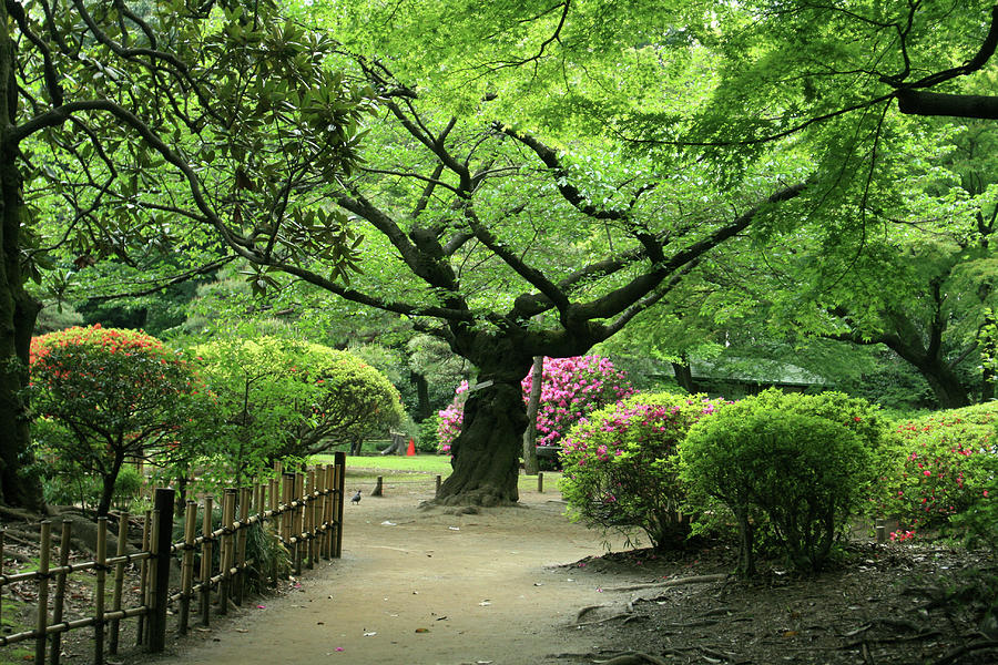 Japanese Garden Photograph by Mura