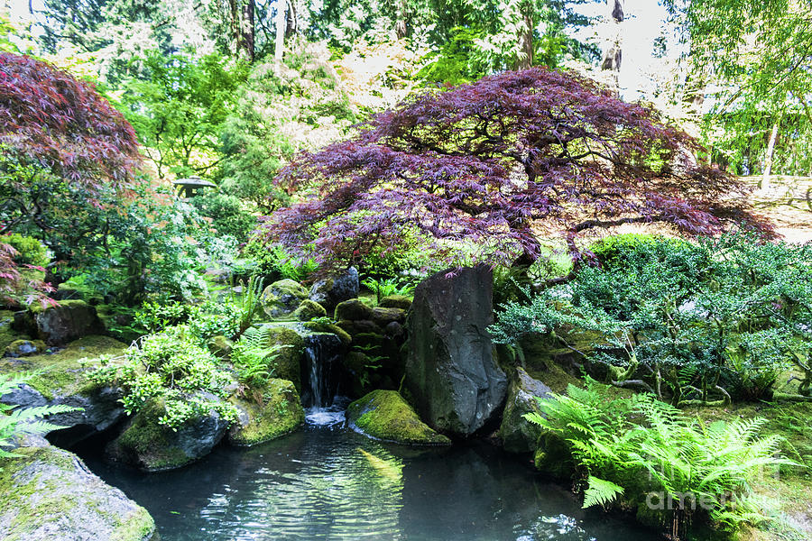 Japanese Garden Photograph by Thomas Marchessault