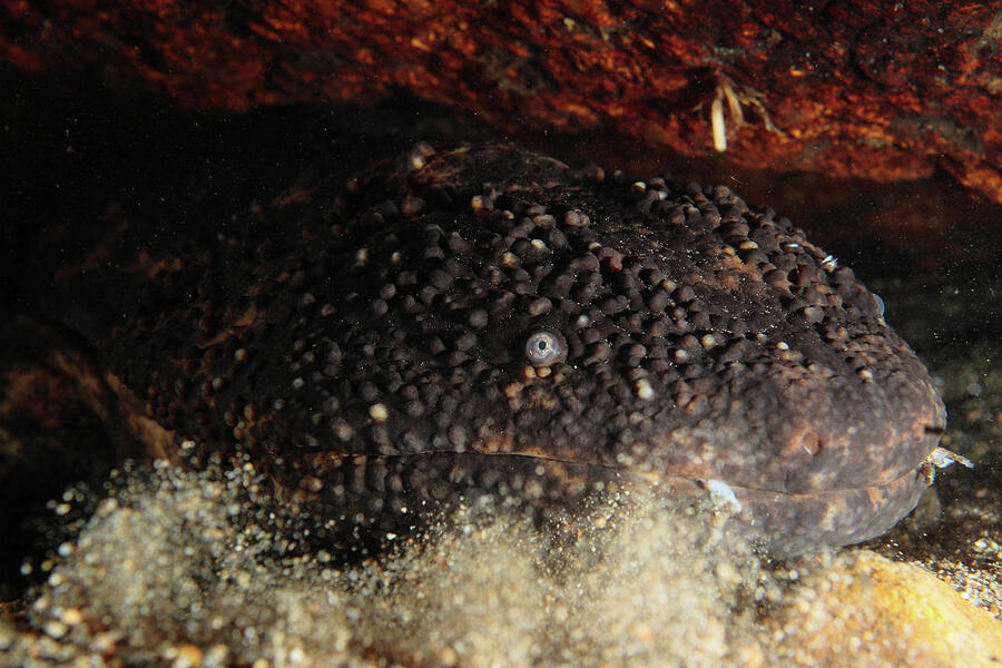 Japanese Giant Salamander Hunting Fish, Hino River Photograph by ...